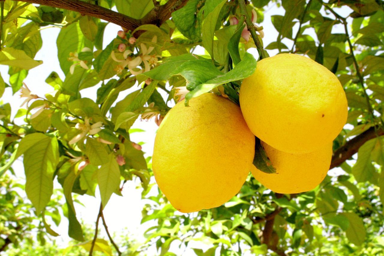 Terra Dei Limoni Hotel Lido di Noto Luaran gambar